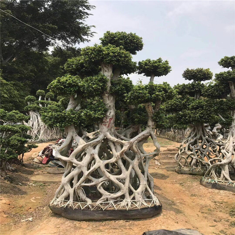 网根造型榕树盆景