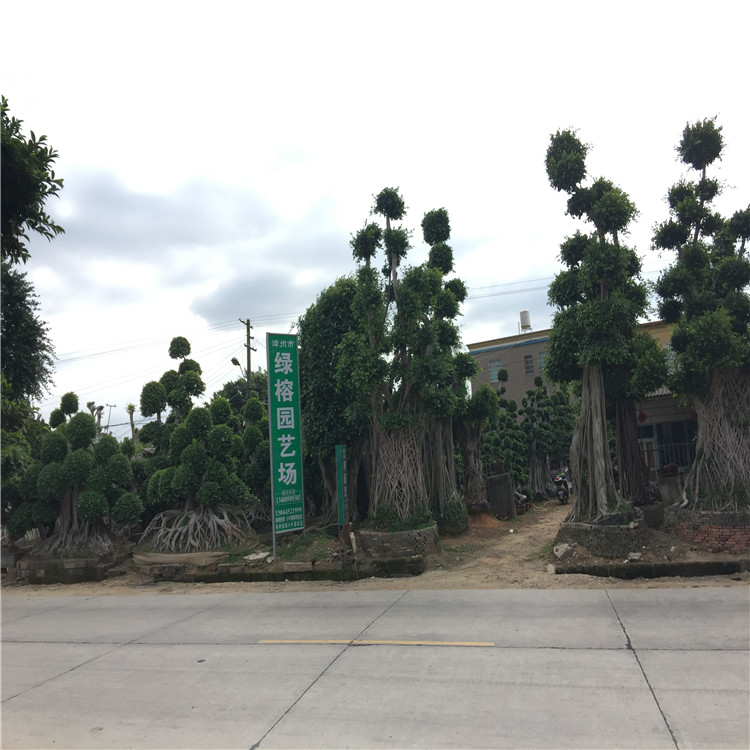 精品造型榕桩景基地