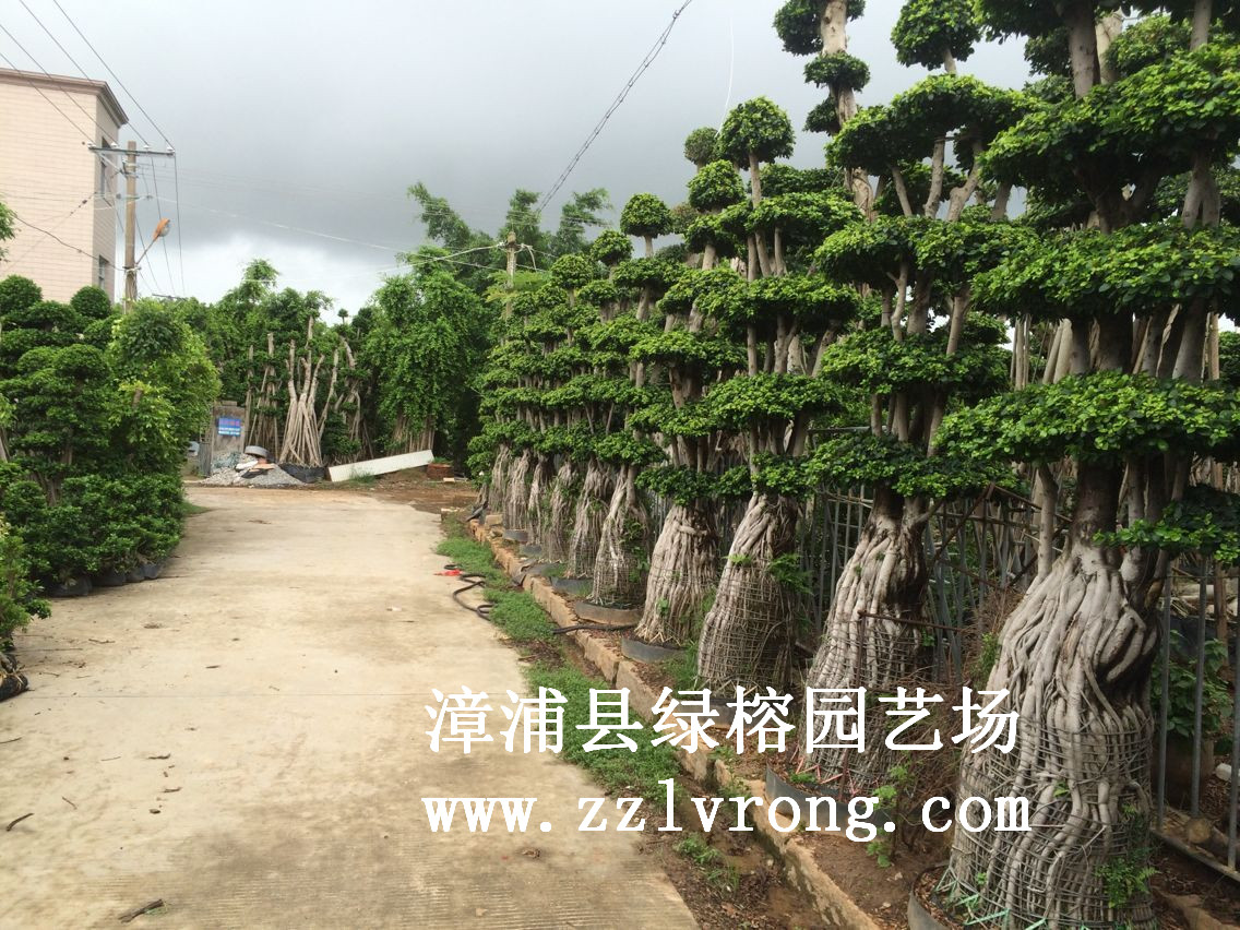 造型小叶榕