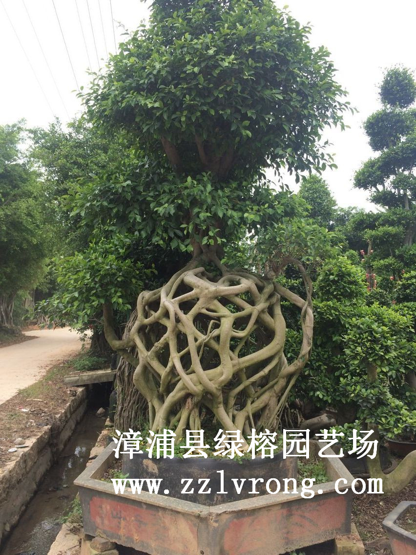 网根造型榕树盆景