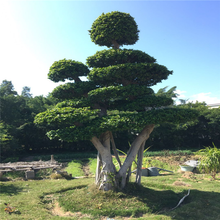 造型小叶榕桩头绿榕园艺基地